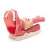 Laerdal Airway Management Trainer